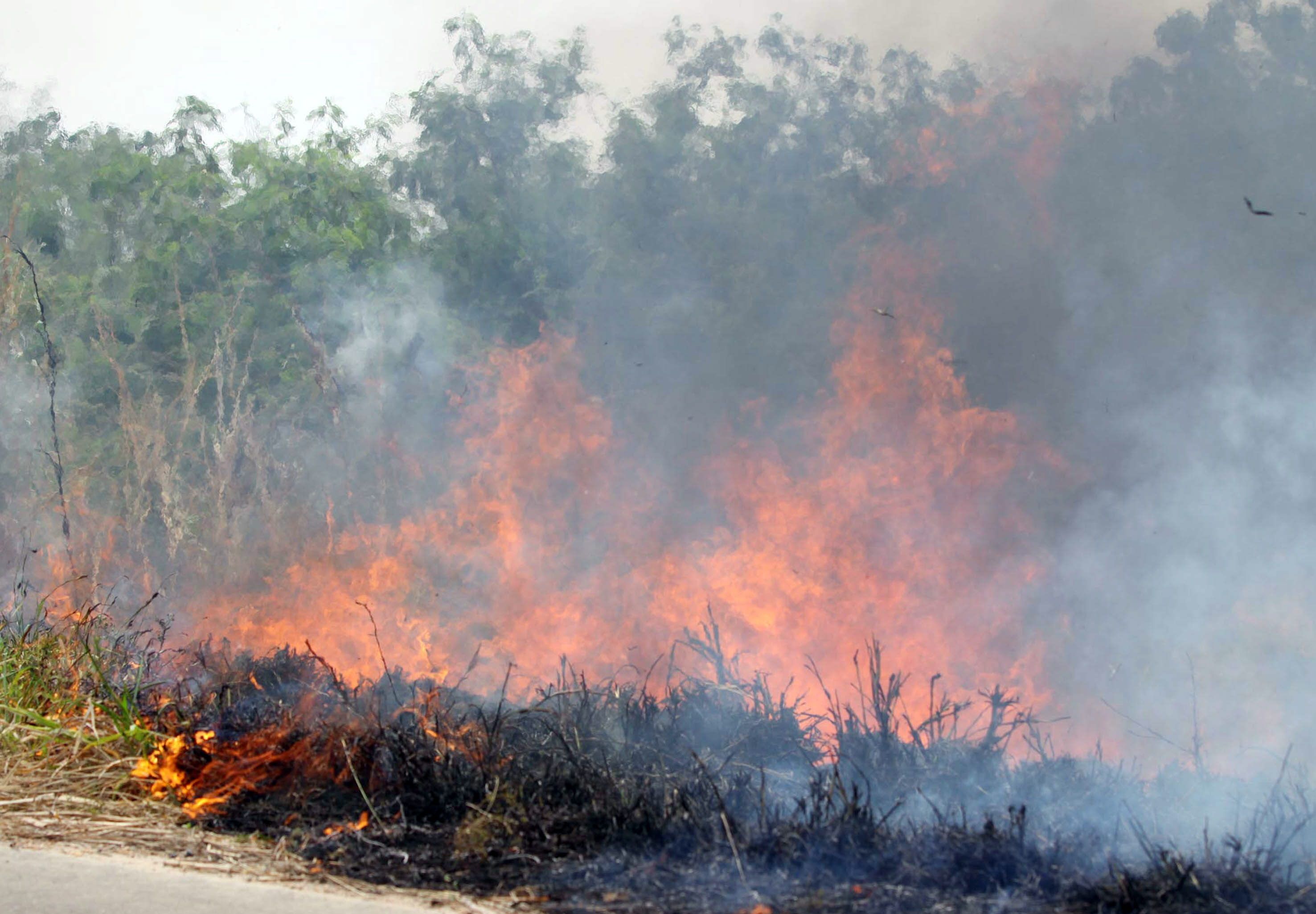 El aumento de los fuegos en las últimas décadas, sumado a la crisis ambiental de los tiempos que corren, agravan la situación (EFE)