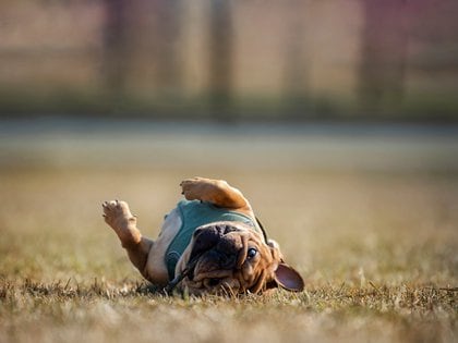 Enseñar al perro a dar la pata o a sentarse o a echarse son juegos que ayudan a educar al perro (Shutterstock)