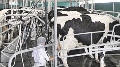 En medio de una crisis profunda, desde  CREA proyectan un incremento de la producción de leche 