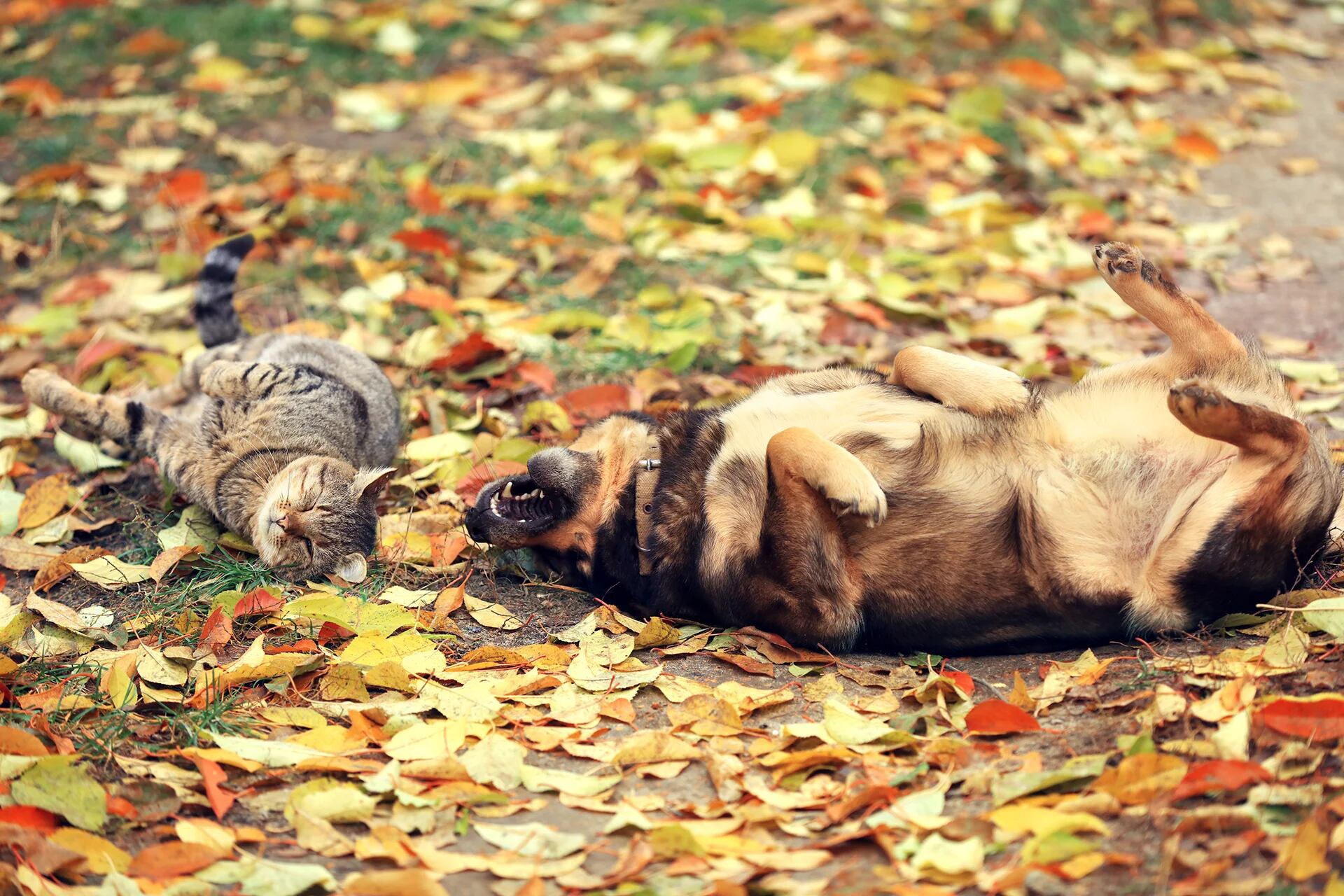 Las alergias tienen diversas formas de manifestarse en las mascotas (Getty Images)