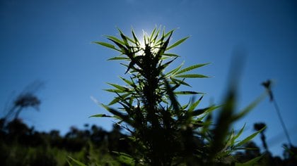 Se pueden generar entre 100.000 y 250.000 puestos de trabajo con la legalización de la marihuana en México (Foto: Adrián Escandar)