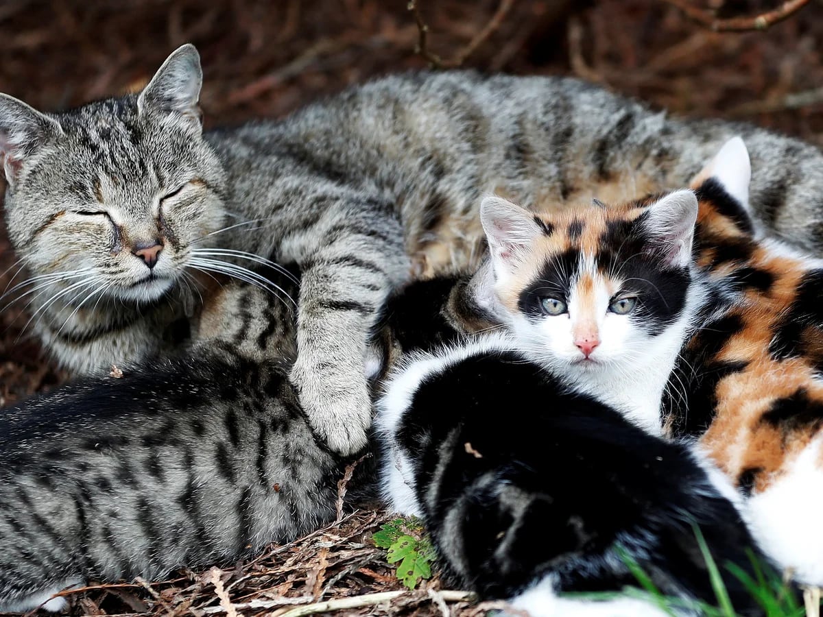 Las fascinantes rarezas genéticas muestran los colores de los gatos Infobae