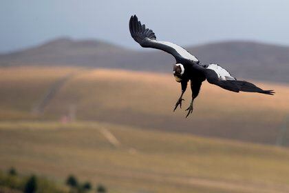 Para lograr un vuelo "low cost", los ejemplares de condor andino se valen de la energía que provee el medio ambiente y cuando se encuentran sobre la cordillera, utilizan más las corrientes ascendentes generadas por el choque del viento contra los filos de las montañas EFE/Jos&#233; J&#225;come/Archivo
