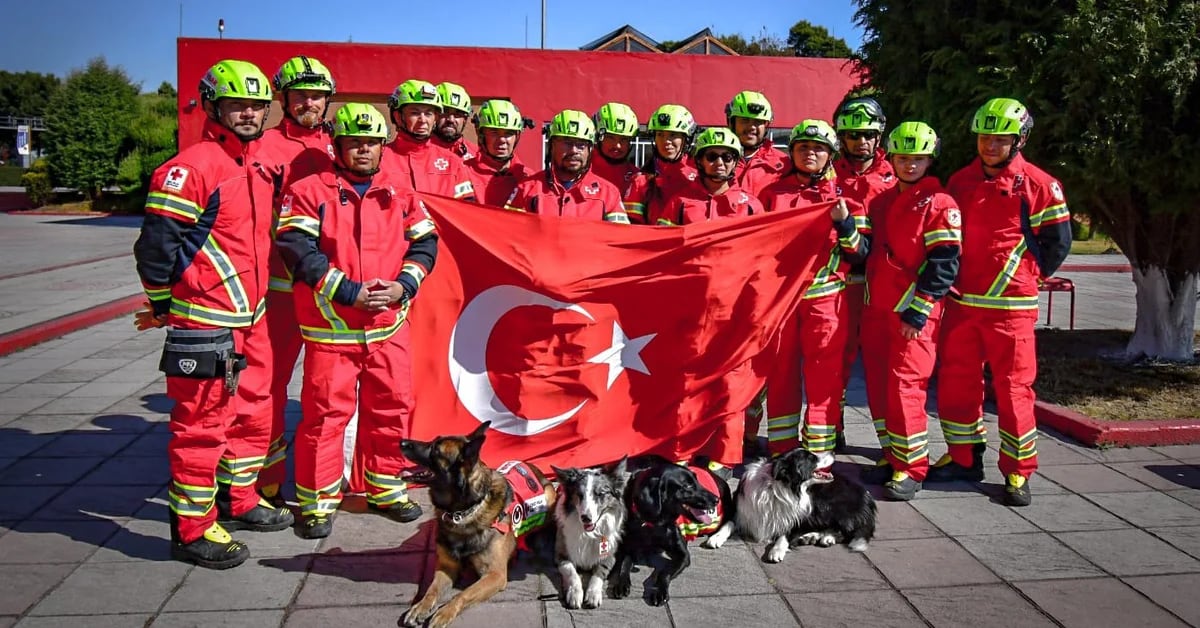 Rex, July, Orly and Balam: the 4 medal-winning canines for their rescue in Turkey