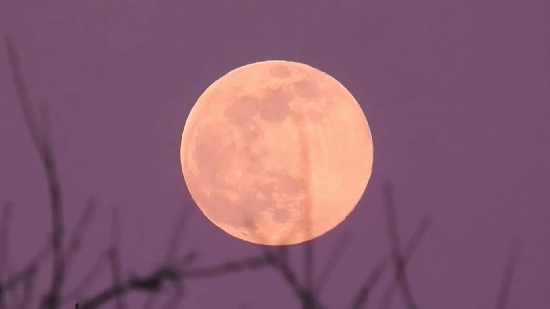 A la luna llena de abril se le conoce como luna rosa. Conoce el motivo.