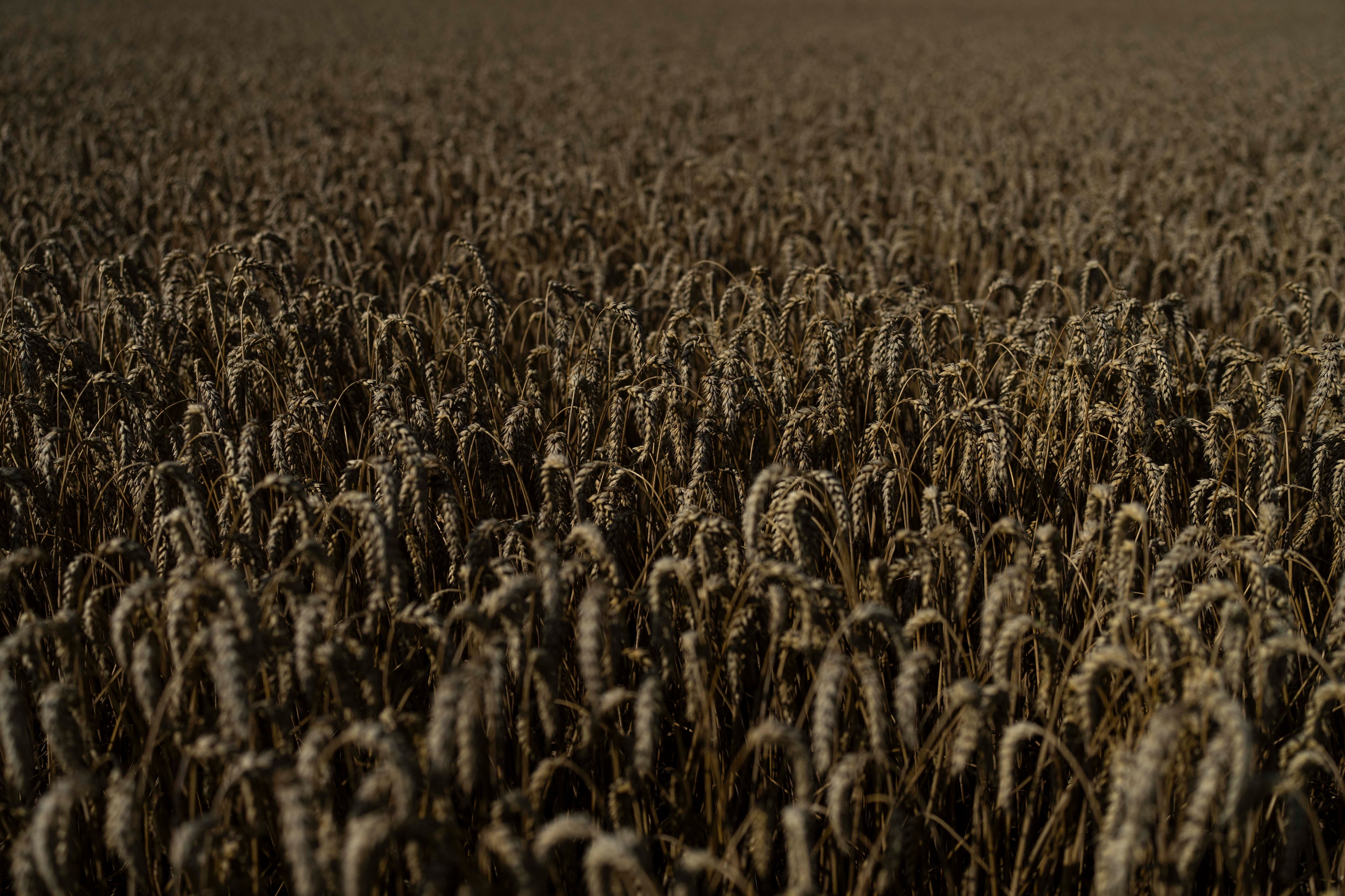 El trigo crece en un campo de la región de Cherkasy, Ucrania. (AP Foto/Jae C. Hong)