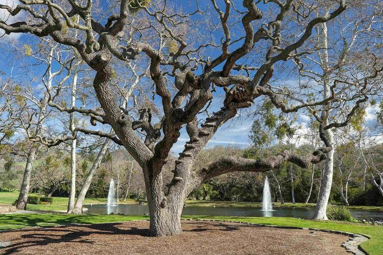 Neverland Ranch se renombró como Sycamore Valley Ranch y se puso en el mercado por USD 100 millones en 2015. Su nombre hace honor a las ondulantes colinas, los majestuosos árboles de sicómoro, los magníficos robles y los terrenos por los que el Valle de Santa Ynez es conocido