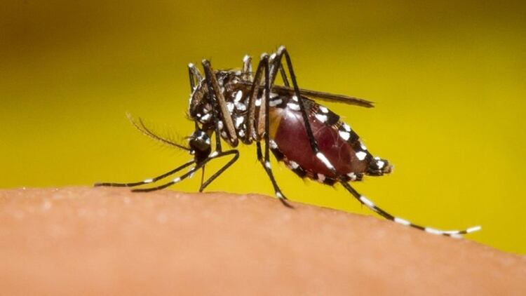 El mosquito vector del dengue tiene patas negras con manchas blancas (Shutterstock)
