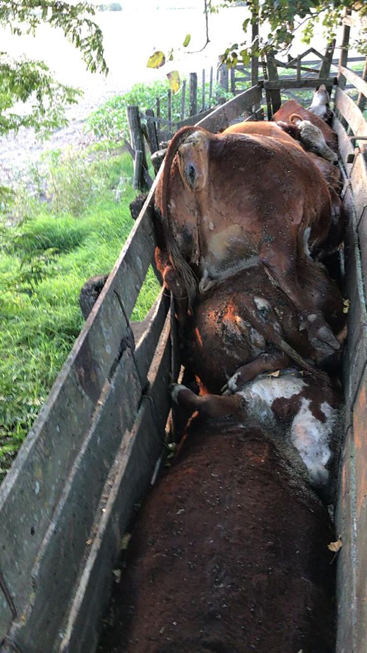 Una tarea por demás ingrata fue tratar de remover los animales muertos del lugar del hecho 