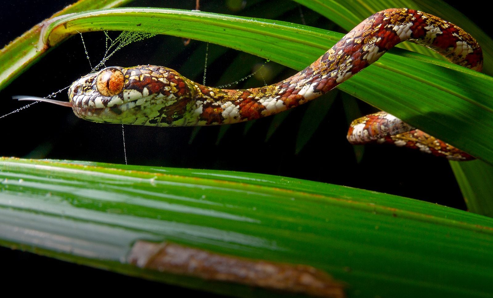 Serpiente Leonardo Di Caprio