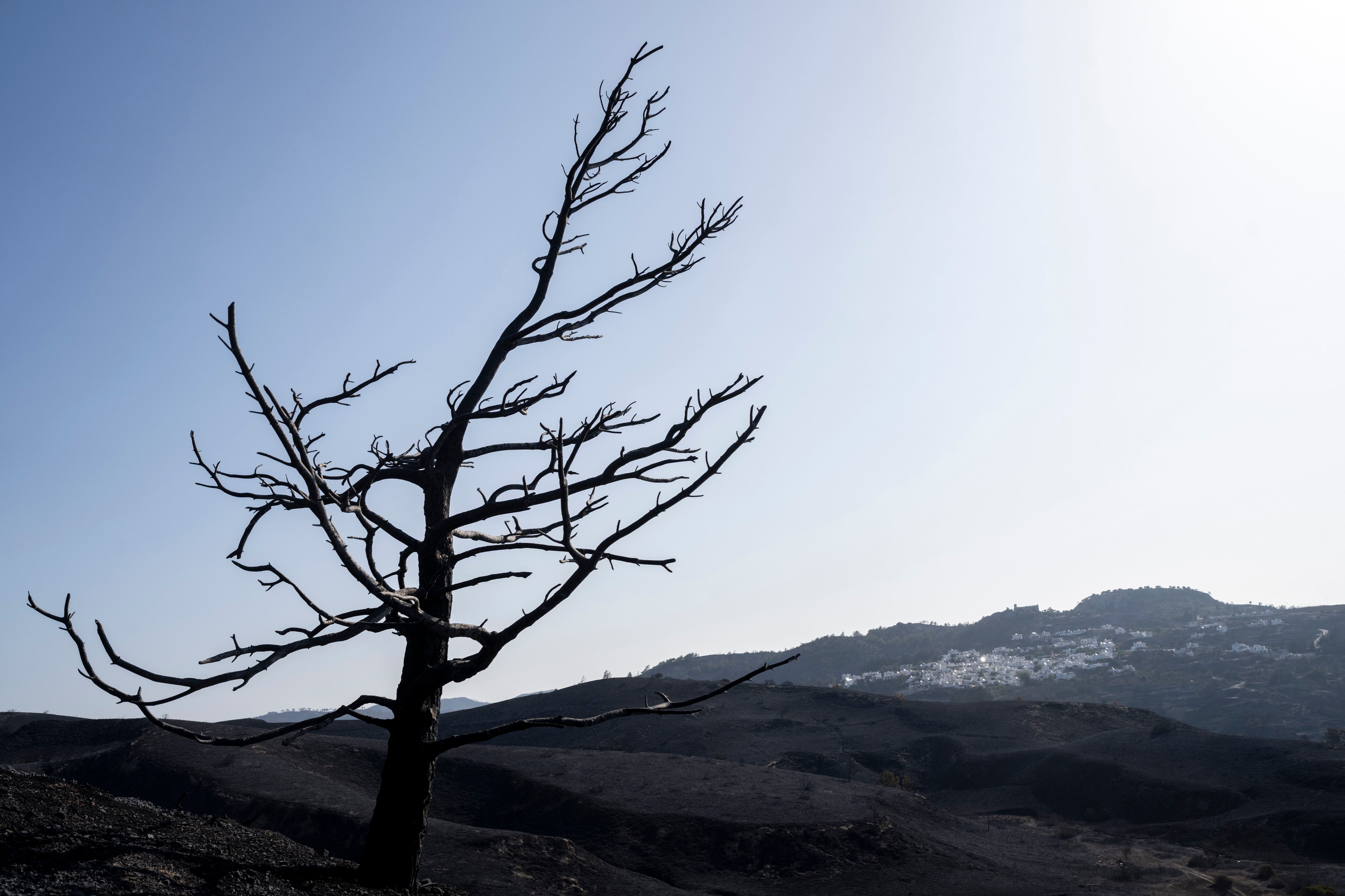 Un árbol quemado se ve en el poblado de Asklipio, en la isla griega de Rodas, en el sureste de Grecia, que sufre su tercera ola de calor seguida (AP Foto/Petros Giannakouris)