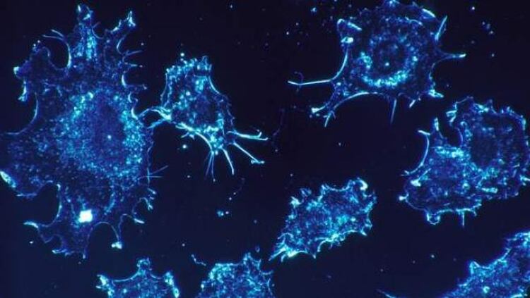 Los científicos probaron en el laboratorio que las células T equipadas con el nuevo TCR matan los tumores 