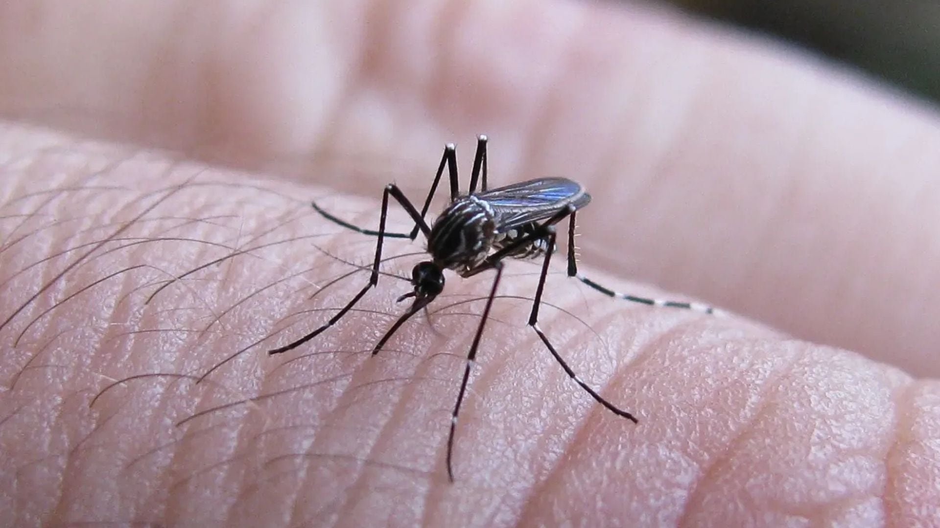Dengue Perú 2023: consecuencias y síntomas que quedan después del dengue. (Captura)