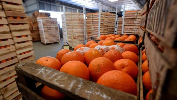Con sus naranjas y mandarinas, Entre Ríos y Corrientes ocupan el segundo y tercer lugar en la producción de cítricos en la Argentina, detrás de Tucumán que encabeza la cantidad de hectáreas en el país con un 95% de la provincia plantada de limones