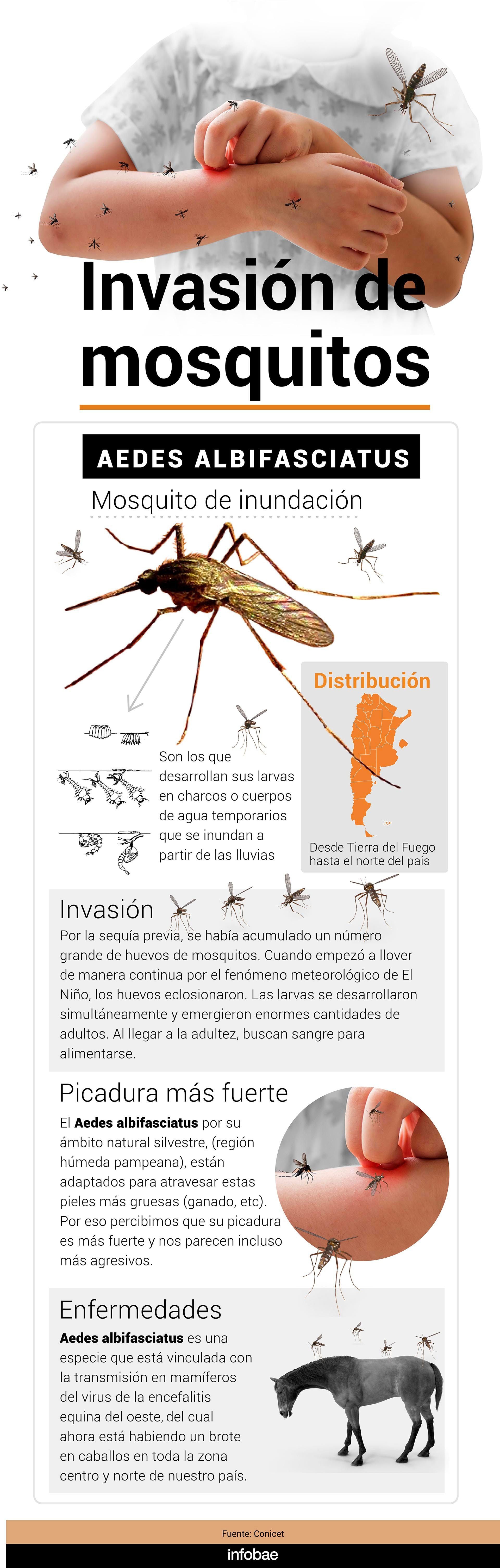 Aedes albifasciatus es un mosquito que tiene una distribución muy amplia en Argentina, desde Tierra del Fuego hasta el norte del país (Infografía Marcelo Regalado)
