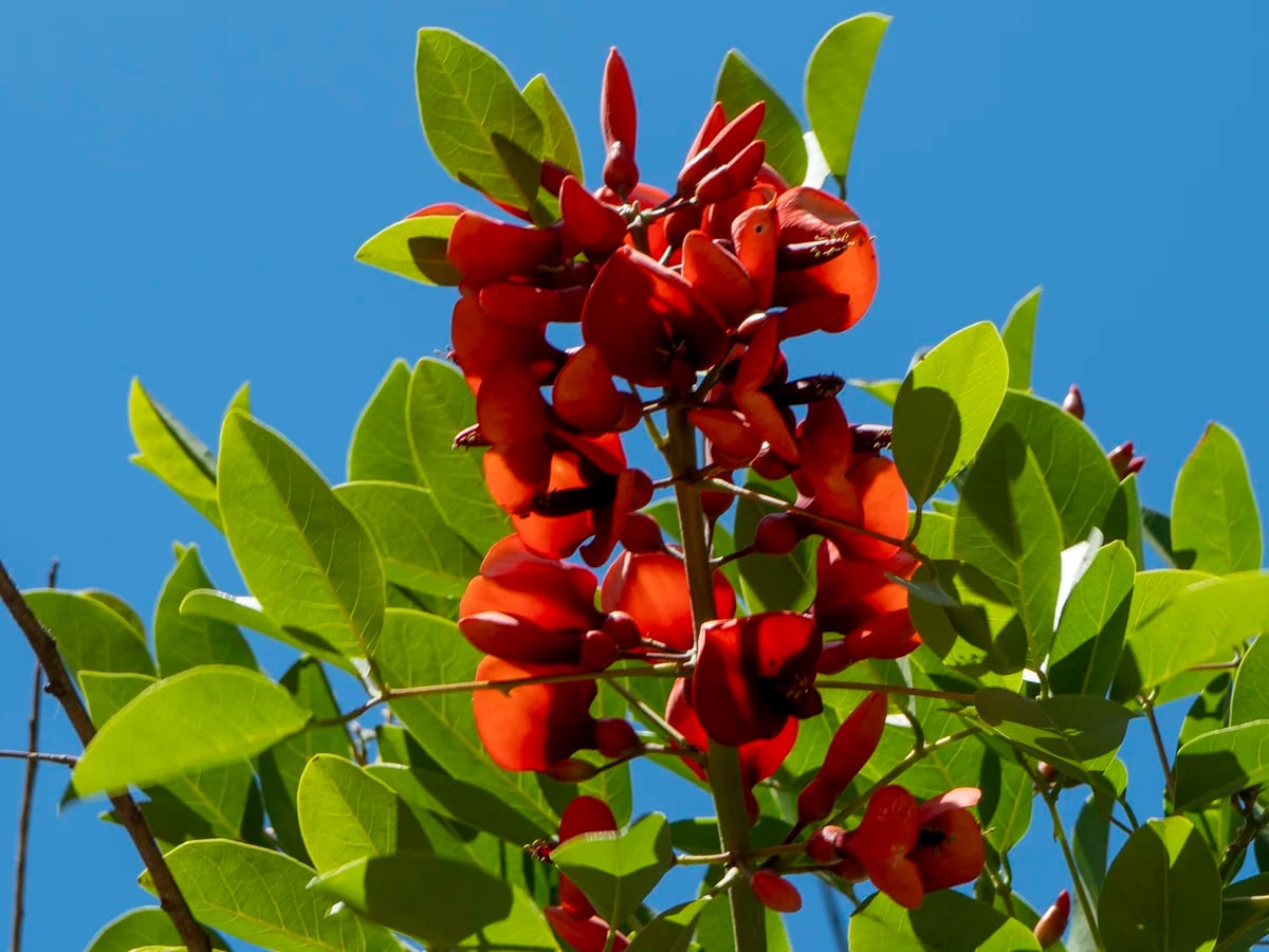 Por qué se eligió al ceibo como flor nacional: la leyenda del origen y sus  propiedades medicinales - Infobae