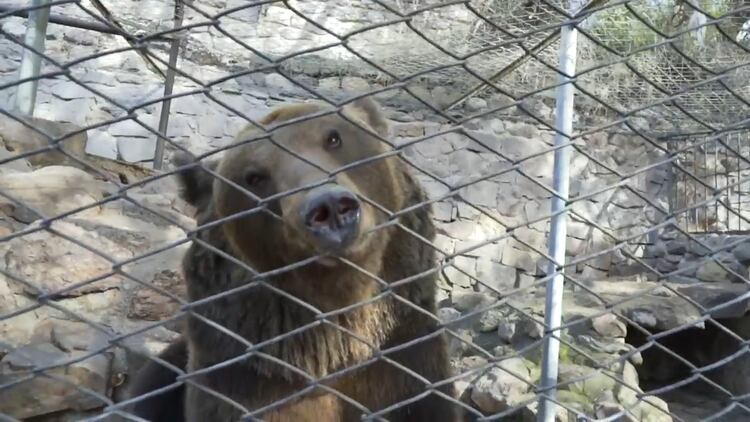 Mabel, Sorpresa, Julieta, Esperanza, Libertad, Rosa, Fausto, Buko, Yogui y Athila viven en el Santuario en Colorado.