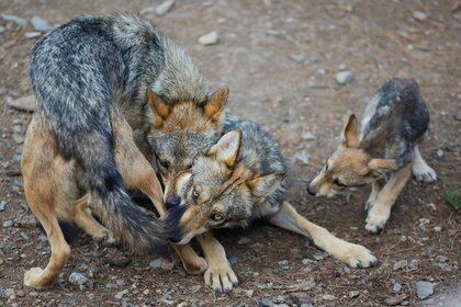 Hasta el momento, se han registrado los nacimientos de once manadas de lobo mexicano en vida libre (Foto: REUTERS/Daniel Becerril)