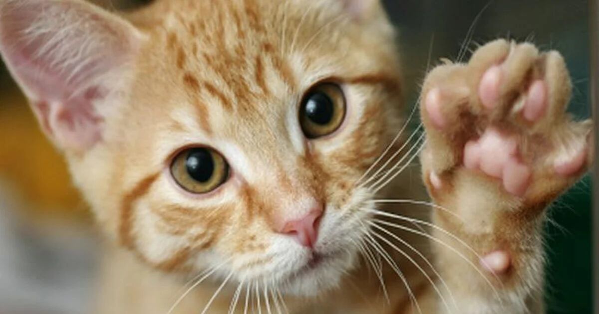 Gli scienziati hanno scoperto i segreti delle fusa dei gatti