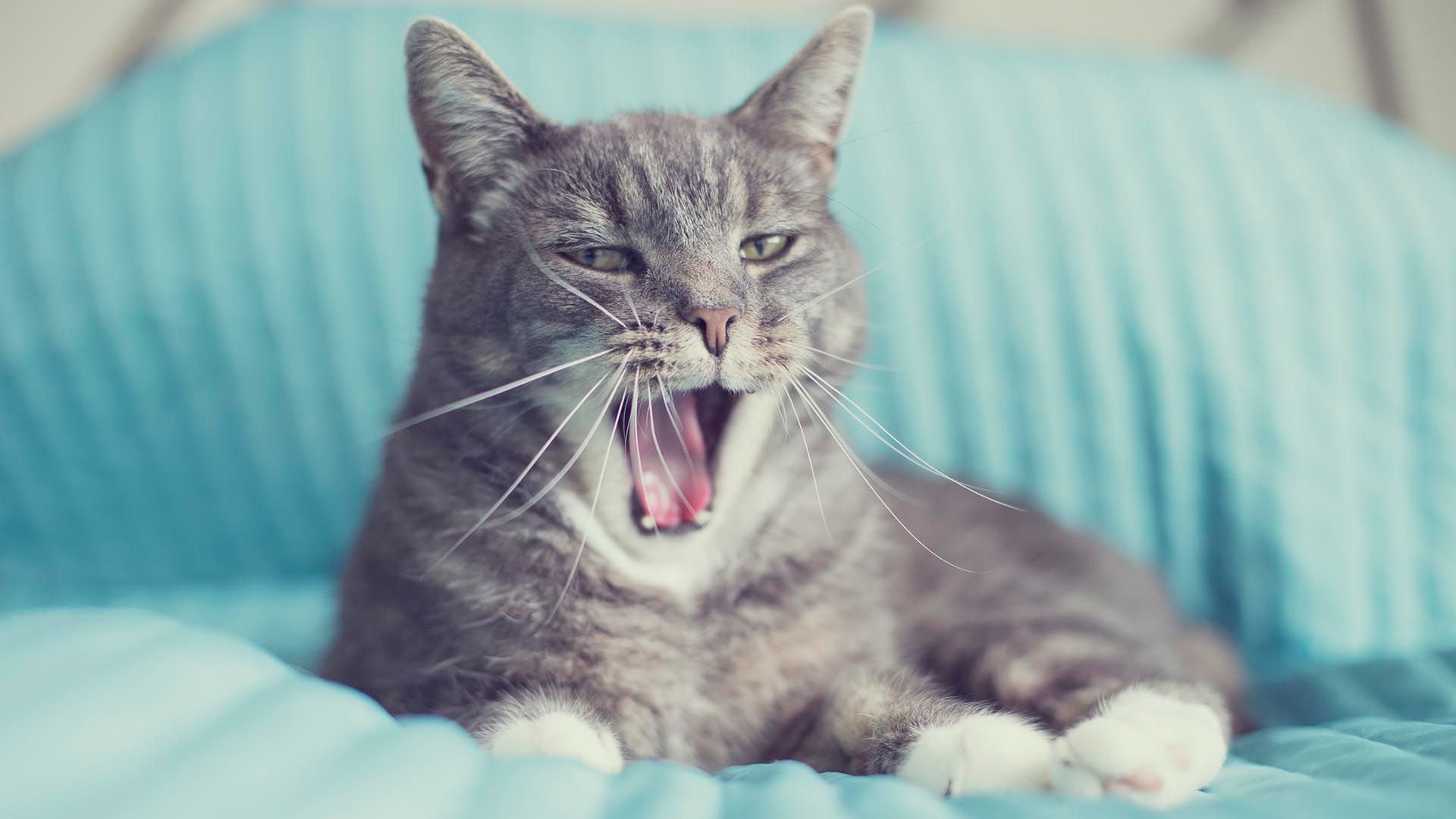 Si un gato pierde sus bigotes puede perder parte de su sentido de la ubicación (Getty)