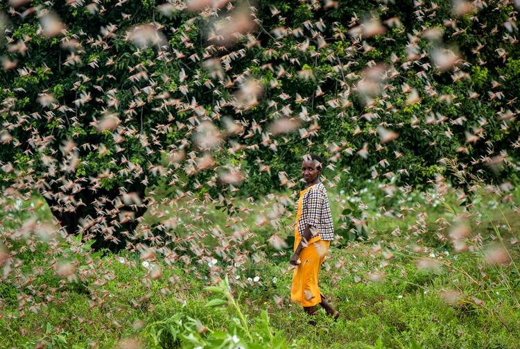 La plaga de langostas en Kenia. (AP Photo/Ben Curtis)