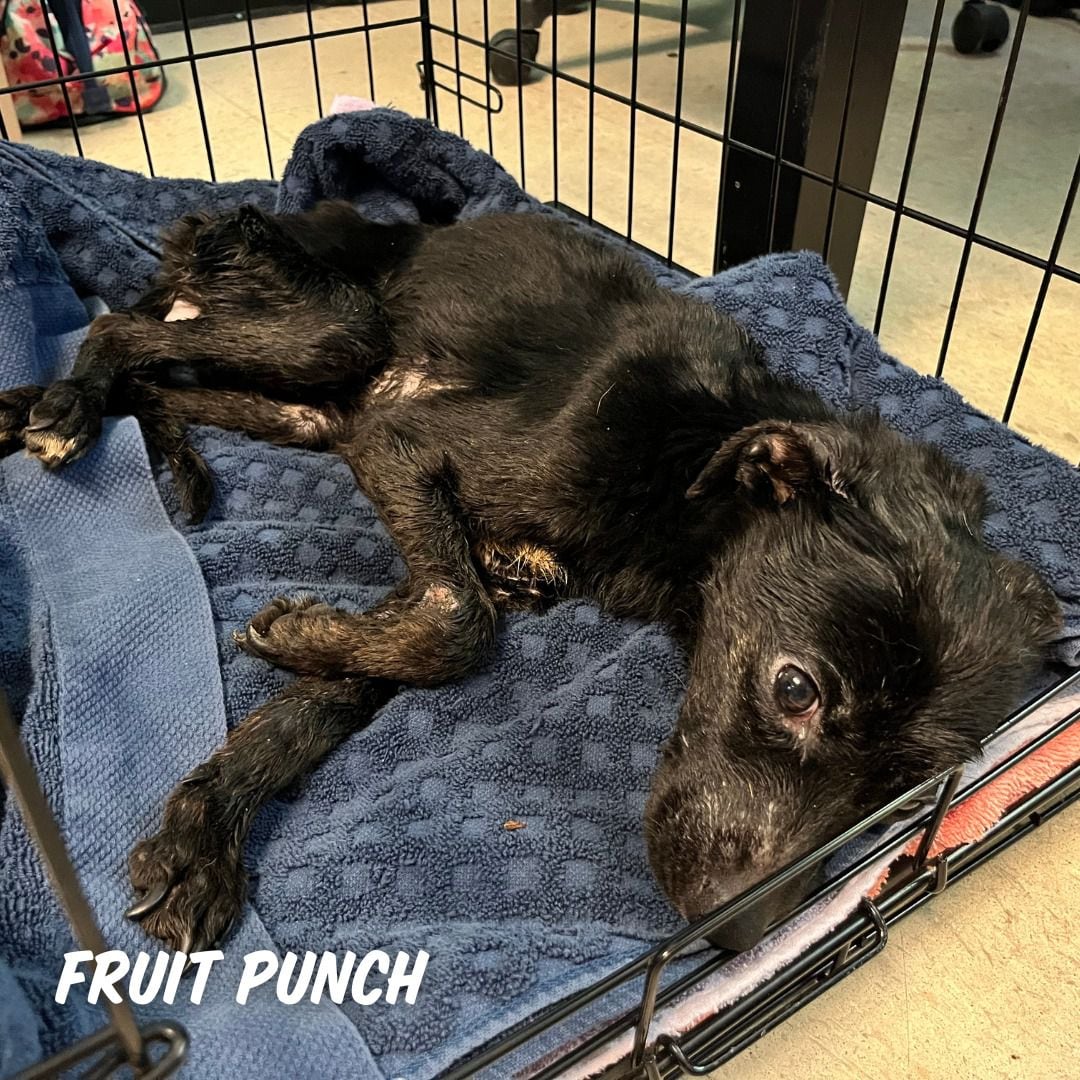 Ponche de Frutas llegó con diferentes heridas en su cuerpo (Facebook Austin Pets Alive)