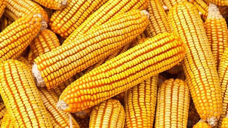 Desigual trato para productores de maíz sujetos al llamado ingreso objetivo