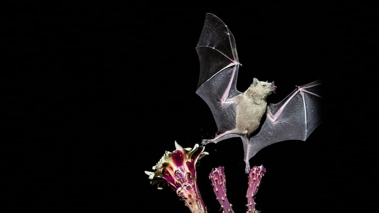 Como tiene un metabolismo acelerado para poder volar, el murciélago desarrolló una respuesta anti-inflamatoria: eso parece clave a la hora de mantener controlados a sus virus. (EFE)