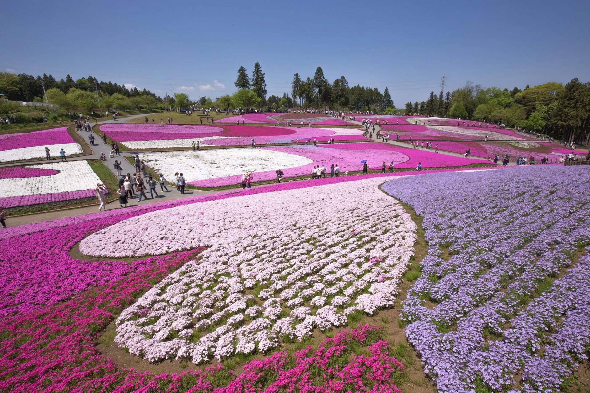 En Japón, los campos de flores de cerezo se conocen como Shibazakur