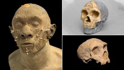 El proceso de reconstrucción de una mujer neandertal para el Brighton Museum. Tenía unos 30 años al momento de su muerte, y vivió hace unos 40.000/50.000 años 