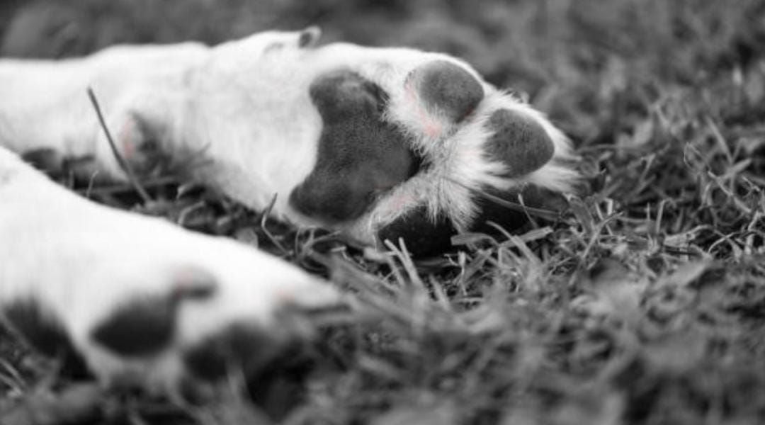 En Bogotá un hombre habría matado a un canino a puños y patadas.Imagen de referencia: iStock