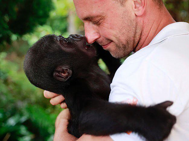 Gorila bebé rechazado por su madre en Australia encontró el amor y cuidado en manos de un hombre (Instagram zookeeper_chad)