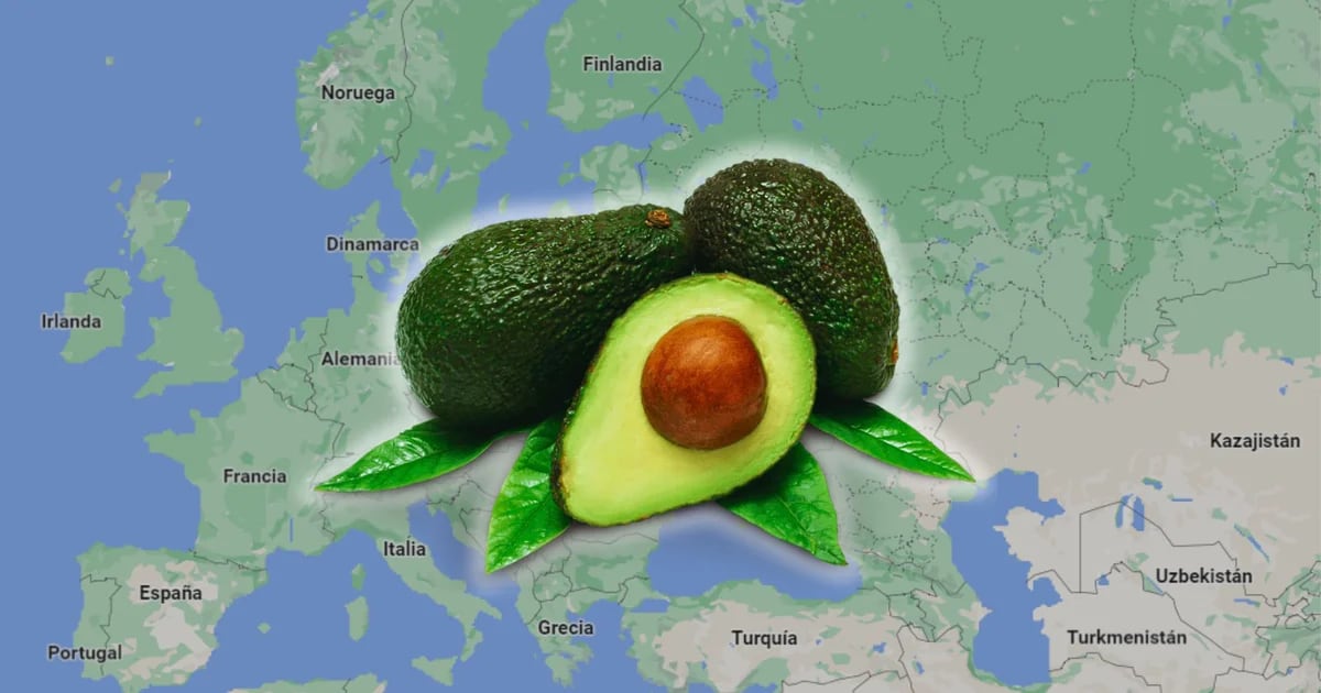 This is the leading European country in the export ranking, buying avocados from Peru for USD 306 million.