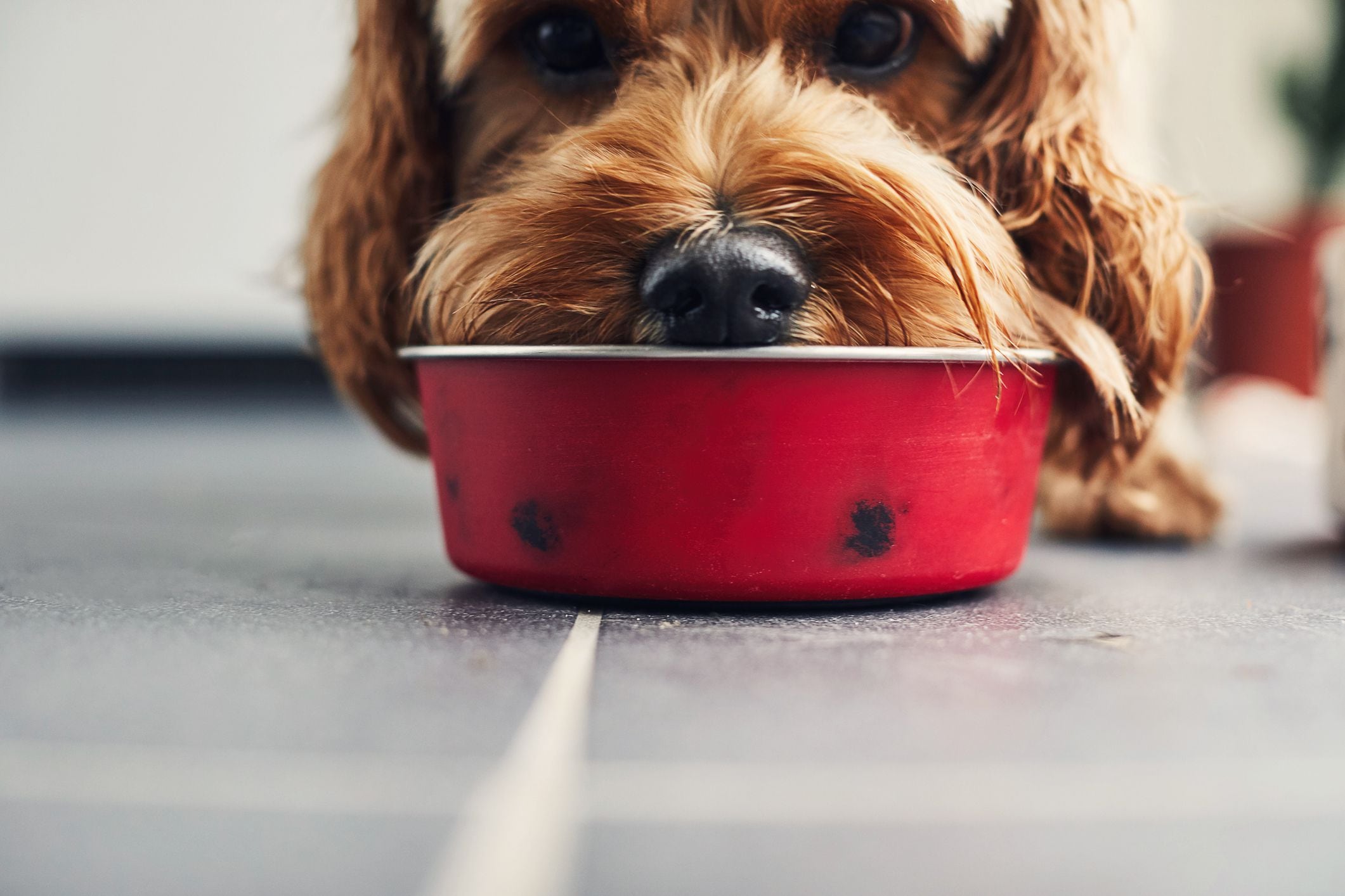 Perros y gatos en EE.UU. consumen cerca de una quinta parte de la carne que sus contrapartes humanas
(Getty Images)