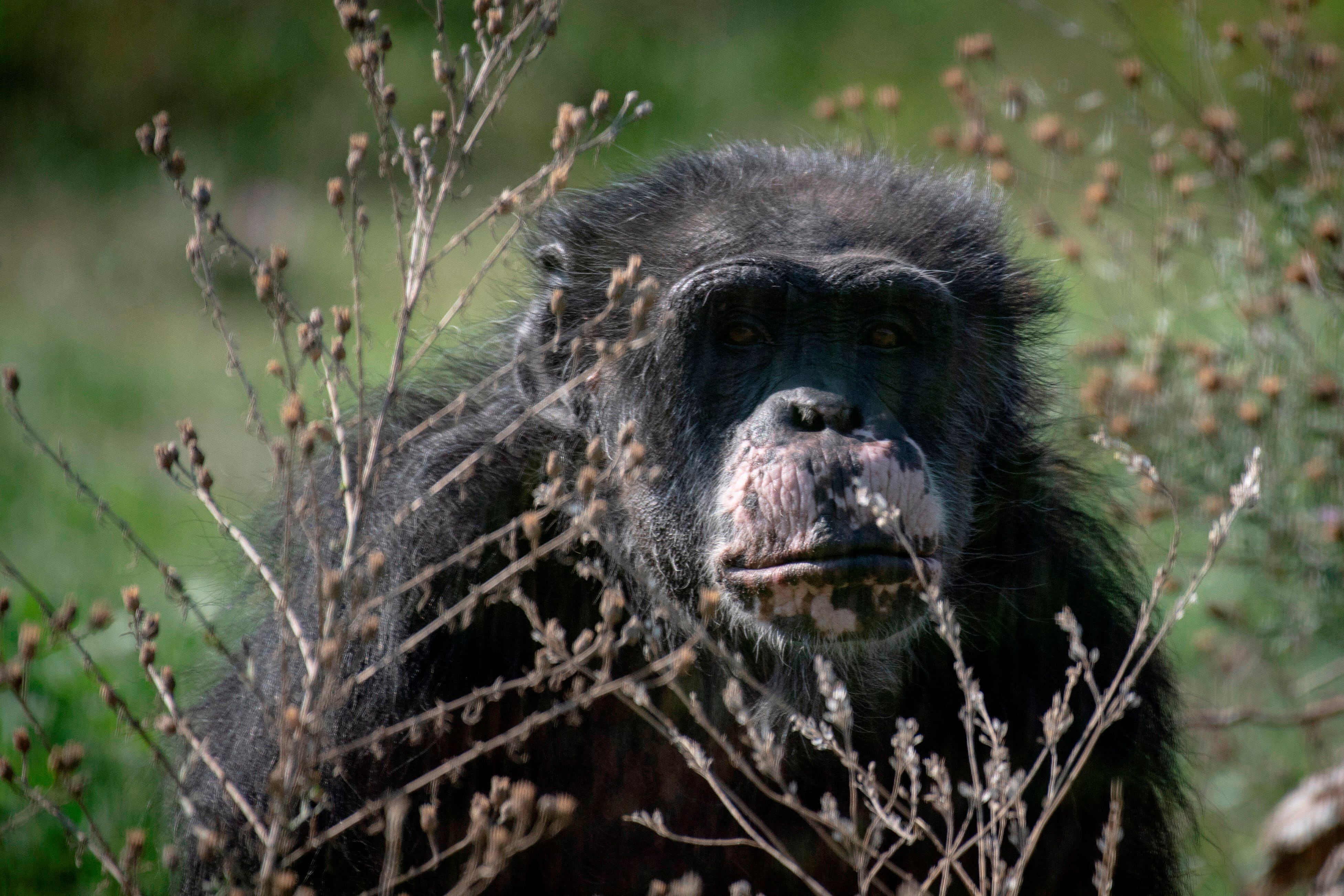 Los seres humanos comparten ancestros comunes con los chimpancés, quienes pasan muchas horas de manera sedentaria (EFE)