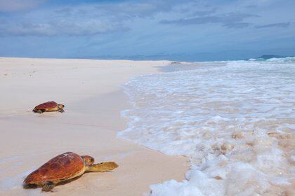 Fotografía de archivo de dos tortugas marinas caminan sobre la arena hacia las olas. EFE/Carlos de Saá/Archivo 