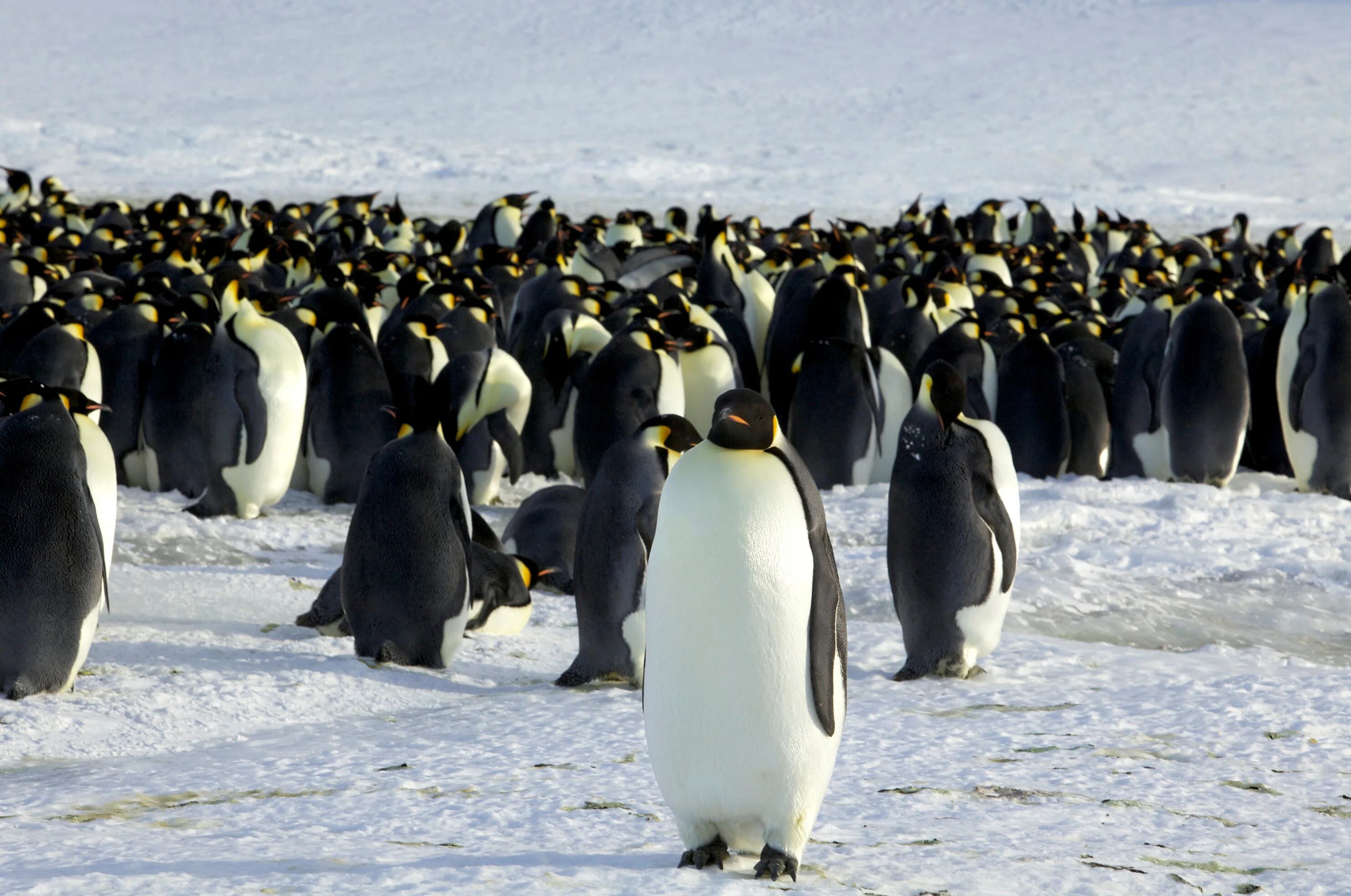 Почему медведи не охотятся на императорских пингвинов. Императорский Пингвин в Антарктиде. Колония пингвинов в Антарктиде. Пингвины в Антарктиде. Королевский Пингвин в Антарктиде.