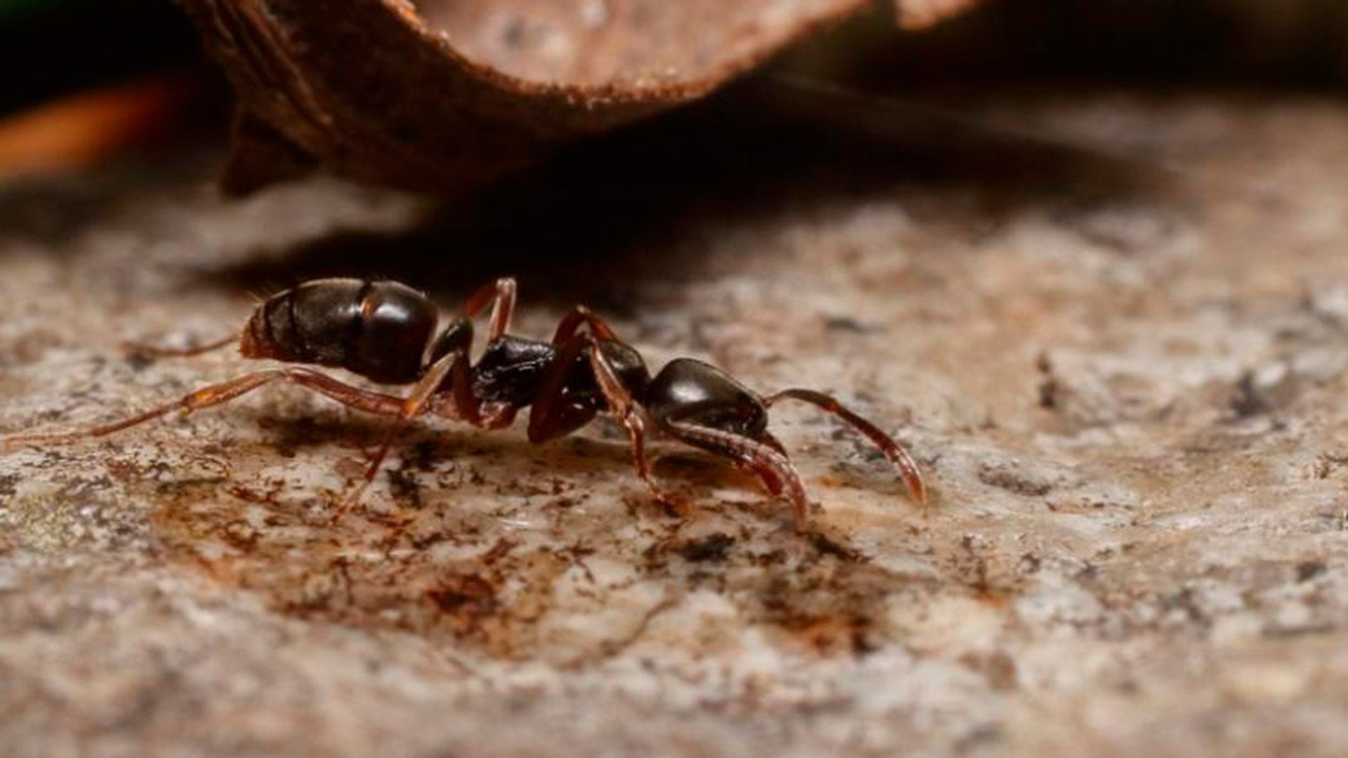 Las hormigas siempre aparecen en temporadas de verano.