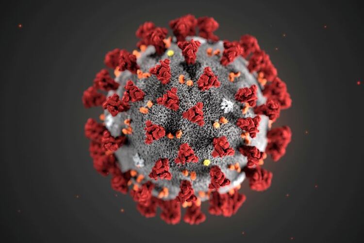 Morfología ultraestructural del nuevo coronavirus 2019 en una ilustración de los Centros para el Control y la Prevención de Enfermedades (CDC) de Estados Unidos (Reuters)
