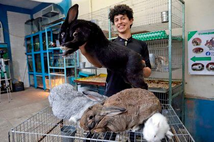 Estos conejos tienen patas de aproximadamente de un metro y miden 80 centímetros de la trompa a la cola. (Foto: EFE)