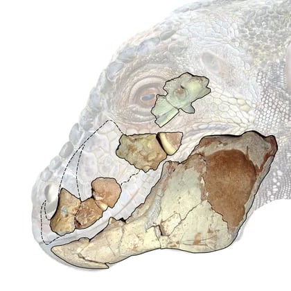 Aquí se observa la mandíbula encontrada del dinosaurio acorazado Jakapil sobre una ilustración (cortesía Mauricio Alvarez)