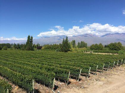 En el país hay casi 1500 hectáreas plantadas, y la mayoría de ellas en Mendoza 