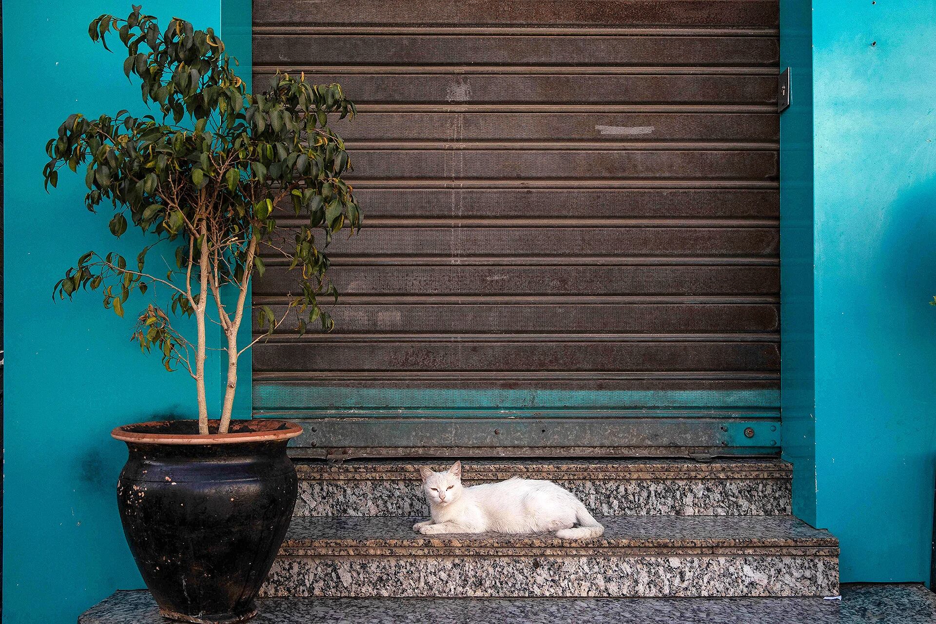 Un gato blanco descansa en Marruecos durante el brote de COVID-19