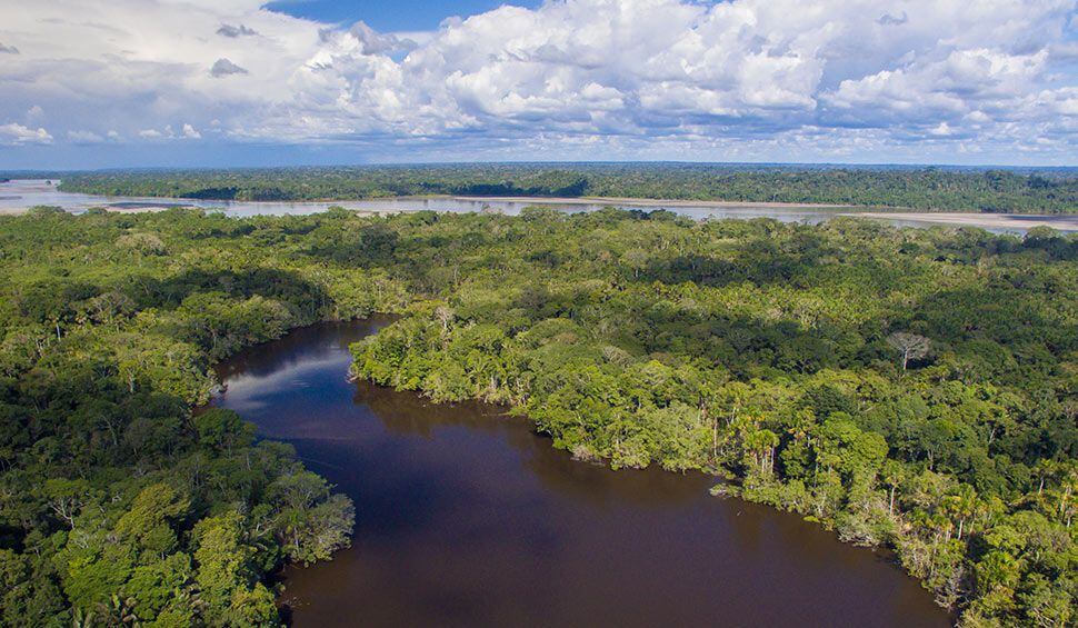 El Yasuní es considerado uno de los sitios más biodiversos del mundo. (Foto: La Selva Jungle Lodge)