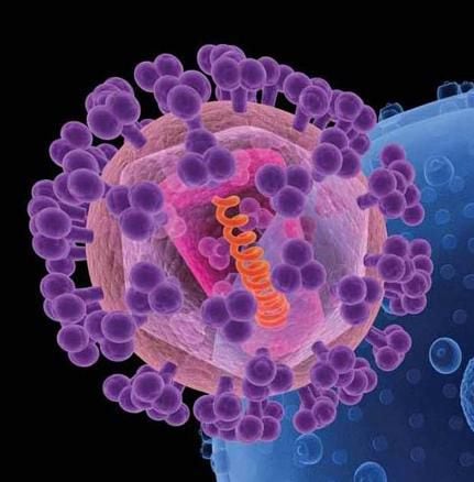 An artist's rendition of HIV (foreground). The knobs (purple) covering the virus are sugar-protein molecules, including gp120, that shield the rest of the virus (pink).  CREDIT National Cancer Institute