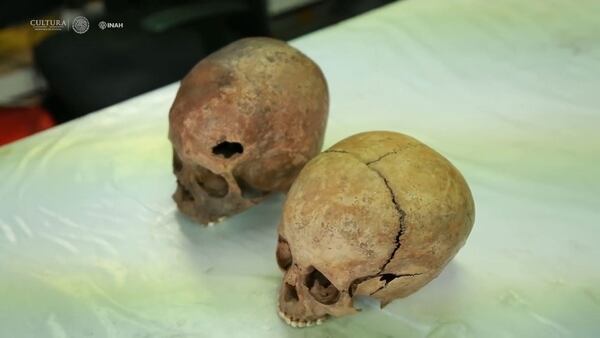Cráneos infantiles de niños sacrificados por los mexicas en el Templo Mayor.