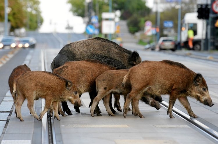 Italia incauta 9,5 toneladas de carne de cerdo de contrabando por ...