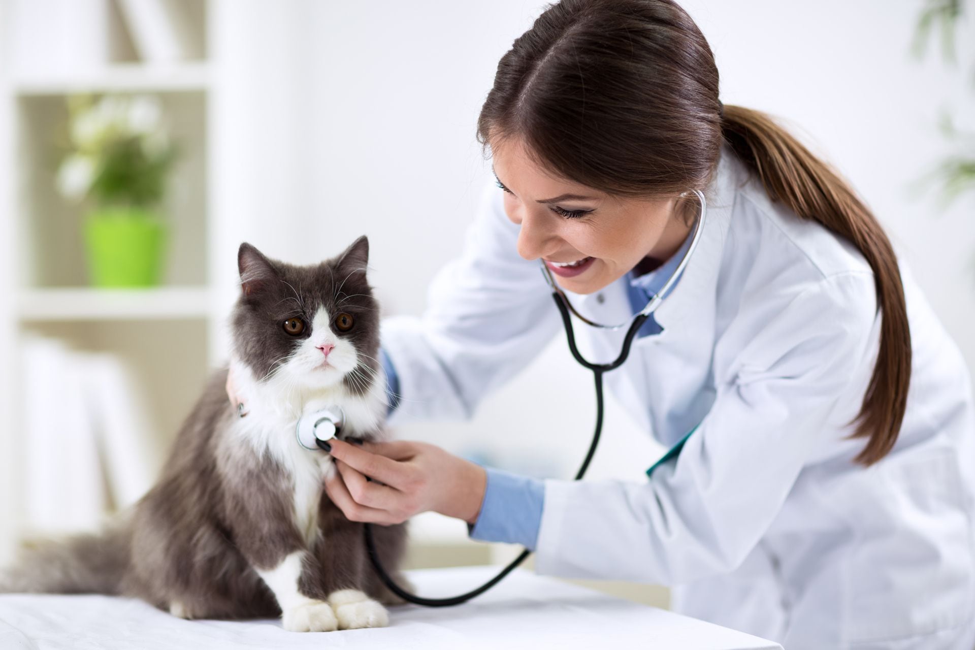 Es fundamental consultar a un veterinario desde los primeros días y ante cualquier signo de preocupación (Getty) 
