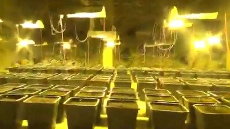 Había más de 500 plantas de marihuana en el galpón secreto de Cagliari