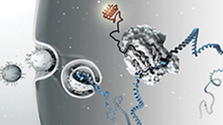 Los nuevos tratamientos se basan en usar el llamado ARN de interferencia (ARNi) para inactivar la producción de proteínas defectuosas